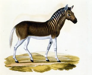 Der Quagga, ein um 1870 ausgestorbenes Tier: Es war ein Säugetier, das dem Pferd und Zebra nahe stand, mit Streifen am Hals und Kopf. Gravur aus dem späten 19. Jahrhundert.