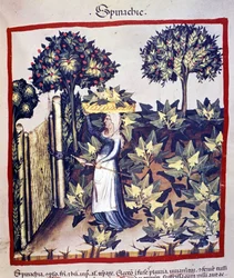 Die Ernte von Spinat. Illustration aus dem Tacuinum sanitatis