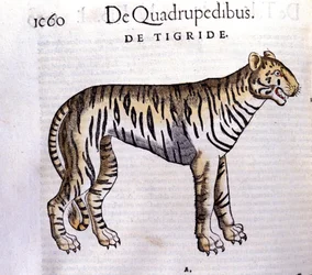Der Tiger - in Historia Animalium von Conrad Gesner (1516 - 1565), Tiguri