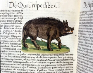Das Wildschwein nach der Historia Animalium von Conrad Gesner, Tiguri 1560. Biblioteca Nazionale Braidense, Mailand