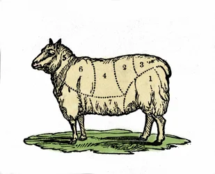 Verschiedene Stücke von Schafsfleisch. Illustration aus dem späten 19. Jahrhundert.