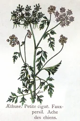 Giftige botanische Pflanzen: Aethuse, Kleiner Hail, falsche Petersilie und Hundsschmerz. Gravur in „The natural medication“ von Friedrich Eduard Bilz (1842-1922)