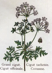 Giftige botanische Pflanzen: große, offizielle, Flecken und Kuckucksblume. Gravur in „Die natürliche Medikation“ von Friedrich Eduard Bilz (1842-1922)