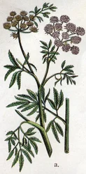 Giftige botanische Pflanzen: Wasserschierling oder Wasserschierling, auch bekannt als giftiger Schierling (Cicuta virosa). Gravur in „Die natürliche Medikation“ von Friedrich Eduard Bilz (1842-1922)