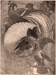 Ansicht einer Gruppe von fünf tropischen Vögeln, genannt Paradiesvögel, die in Neuguinea leben