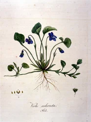 Veilchen. Gravur des 19. Jahrhunderts