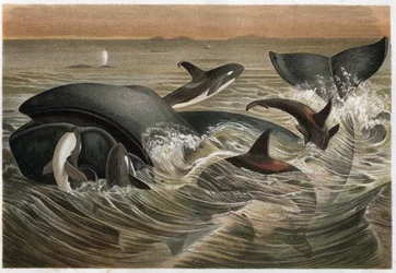 Wal und Schwertwal (Orcinus orca) - Gravur aus 