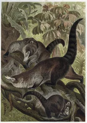Weißnasen-Nasenbär, auch bekannt als Coatimundi - Gravur aus 