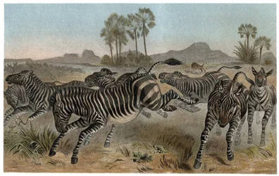 Zebra - Zebras - Afrikanische Equiden (Pferdefamilie) - Gravur aus „Brehms Tierleben“ von Alfred Edmund Brehm (1829-1884)