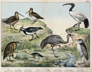 a: Nachtreiher (Nycticorax griseus), b: Zwergdommel (Ardetta minuta), c: Rohrdommel (Botaurus stellaris), d: Graukranich (Grus cinerea), e: Heiliger Ibis (Ibis religiosa), f: Waldschnepfe (Scolopax rusticula), g: Sumpfschnepfe (Gallinago), h: Gemeiner