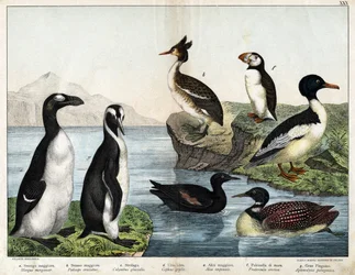 a: Gänsesäger (Mergus merganser), b: Haubentaucher (Podiceps cristatus), c: Eistaucher (Colymbus glacialis), d: Gryllteiste (Cepphus grylle), Riesenalk (Alca impennis), f: Papageitaucher (Fratercula arctica), g: Königspinguin (Aptenodydydydye pa