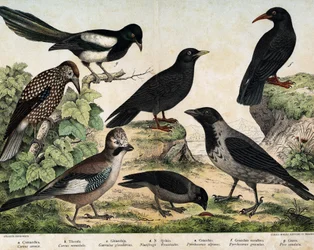 a: Nebelkrähe (Corvus cornix), b: Dohle (Corvus monedula), c: Eichelhäher (Garrulus glandarius), d: Tannenhäher (Nucifraga caryocatactes), e: Alpenkrähe (Pyrrohocorax alpinus), f: Alpenkrähe (Pyrrhocorax pyrrhocorax) - in „Natural History of Birds“, ed. Ho