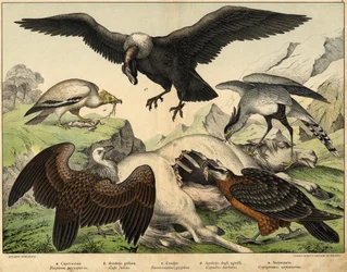 a: Schmutzgeier (Neophron percnopterus), b: Gänsegeier (Gyps fulvus), c: Kondor (Sarcoramphus gryphus), d: Bartgeier (Gypaetus barbatus), e: Sekretär (Gypogeranus serpentarius) - in „Naturgeschichte der Vögel“, ed. Hoepli, Mailand