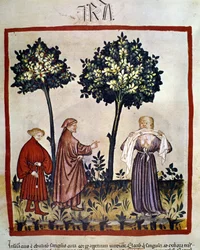 Tollwut oder wütende Person, die ein Tuch zwischen den Zähnen zusammenpresst. Beleuchtung des 14. Jahrhunderts des „Tacuinum Sanitatis“, Wien, Nationalbibliothek