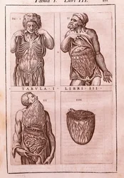 Anatomische Tafel darstellend: die Dimensionen, Muskeln des Bauches, Eingeweide und Magen. Gravur in "Anatomia Corporis Humani" von Juan Valverde De Amusco (1525-1588). Tafel I, Buch III. Barcelona. Biblioteca de Catalunya (Nationalbibliothek von Katalonie