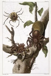 Botanische Tafel: 1) Surinam-Spinne auf Guajave und Raupenkokon 2) dieselbe Spinne, die einen Kolibri frisst, daher der Name Aranea avicularia Linn 3) Spinnenjäger von Linneus, Suriname 4) Surinam-Ameise 5) Nymphe dieser Ameise 6) Geflügelte Ameise - in „D