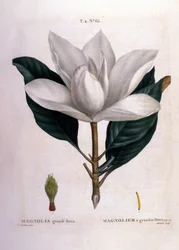 Botanische Tafel: Magnolie