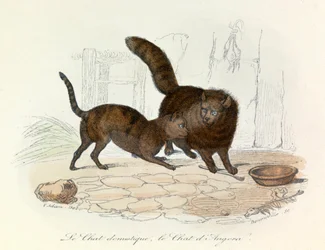 Katzen: Hauskatze und Angorakatze; Cuvier- und Linné-Klassifikation (Gravur)