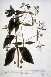 Kaffeepflanze in einem Herbarium des 19. Jahrhunderts