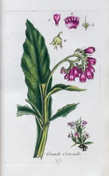 Beinwell