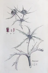 Landpanicaut