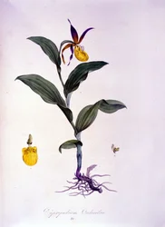 Cypripedium calceolus: Orchideenart
