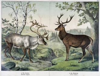Hirsche - in „Natural History of Mammals“, ed. Schreiber