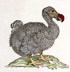 Dodo oder Dronte. Vogel ausgestorben - in „De Indiae utriusque re naturali et medica“ von Gulielmi Pisonis, Amsterdam