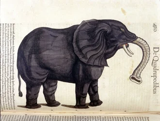 Elefant aus der Historia Animalium von Conrad Gesner, Tiguri 1560. Biblioteca nazionale Braidense, Mailand