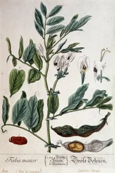 Faba Major (Sumpfbohne) - botanische Tafel