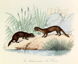 Fouine und Saricovienne klassifiziert von Linné und Cuvier in "Completes de Buffon" (Gravur)