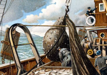 Heringsfischerei: Heben des Netzes auf das Boot. Ende des 19. Jahrhunderts.