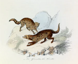 Illustration aus dem Buch "Gesammelte Werke von Buffon": Die Vierfüßler: Die Ginsterkatze und die Zibetkatze