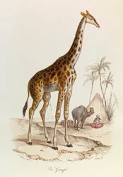 Illustration aus dem Buch "Gesammelte Werke von Buffon": Die Vierfüßler: Die Giraffe (Gravur)