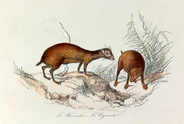 Illustration aus dem Buch "Gesammelte Werke von Buffon": Les Quadrupedes: L