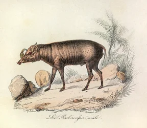 Illustration aus dem Buch "Gesammelte Werke von Buffon": Die Vierfüßler: Der männliche Babirussa (Gravur)