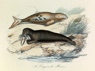 Illustration aus dem Buch "Gesammelte Werke von Buffon": Les Quadrupedes: Le dugon et le walrus (Gravur)