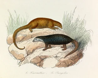 Illustration aus dem Buch "Gesammelte Werke von Buffon": Die Vierfüßler: Der Ameisenbär und der Pangolin
