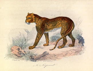 Illustration aus dem Buch "Gesammelte Werke von Buffon": Die Vierfüßler: Der Leopard (Gravur)