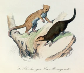 Illustration aus dem Buch "Gesammelte Werke von Buffon": Die Vierfüßler: Der Phalanger und der Mungo (Gravur)