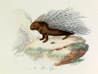 Illustration aus dem Buch "Gesammelte Werke von Buffon": Les Quadrupedes: Das Stachelschwein (Gravur)