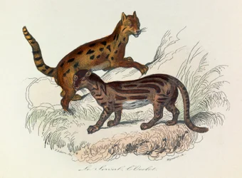 Illustration aus dem Buch "Gesammelte Werke von Buffon": Die Vierfüßler: Der Serval und der Ozelot
