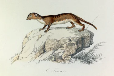 Illustration aus dem Buch "Gesammelte Werke von Buffon": Les Quadrupedes: Le touan (Gravur)