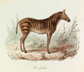 Illustration aus dem Buch "Gesammelte Werke von Buffon": Les Quadrupedes: Das Zebra (Gravur)