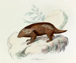 Illustration aus dem Buch "Gesammelte Werke von Buffon": Die Vierfüßler: Der Urson