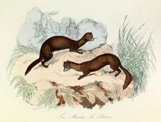 Illustration aus dem Buch "Gesamtausgabe von Buffon": Die Tiere: Der Marder und der Fertois (Gravur)