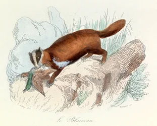 Illustration aus dem Buch "Gesammelte Werke von Buffon": Die Tiere: Der Dachs (Gravur)