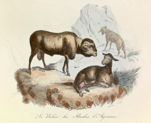 Illustration aus dem Buch "Gesammelte Werke von Buffon": Die Tiere: Der Widder, das Schaf und das Lamm (Gravur)