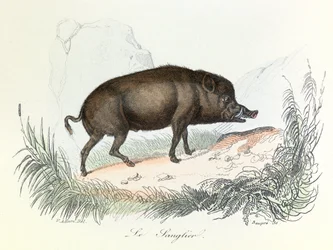 Illustration aus dem Buch "Gesammelte Werke von Buffon": Die Tiere: Der Eber (Gravur)