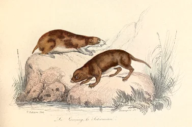 Illustration aus dem Buch "Gesamtausgabe von Buffon": Die Tiere: Der Lemming und der Scherman (Gravur)